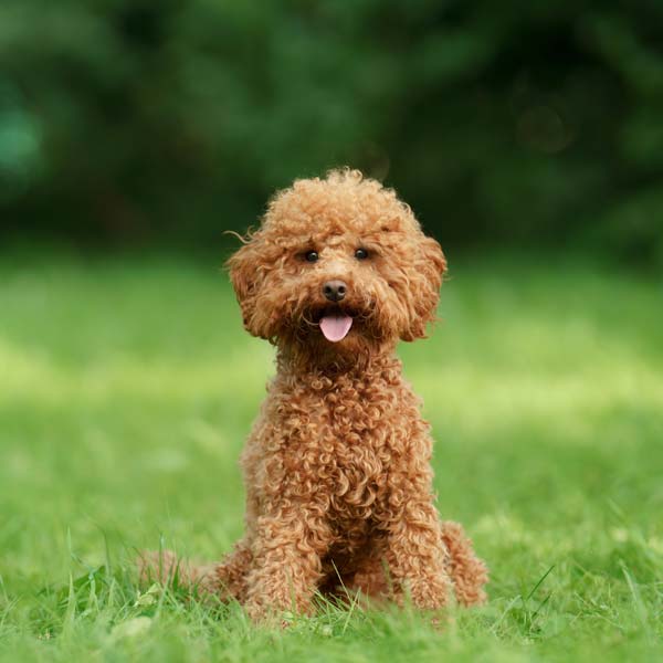 Unveiling the Charm of Poodle Puppies for Sale: Understanding the Breed’s Characteristics and Care